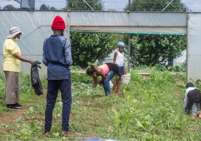 Gardening, health and nutrition SAFE STUDY